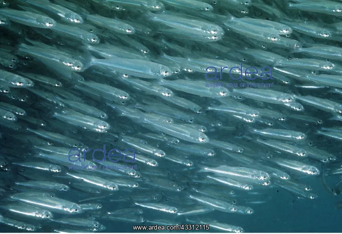 : HERRING - SHOAL : HERRING - SHOAL
