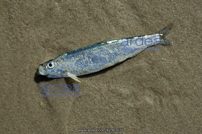  : HERRING - stranded on shore