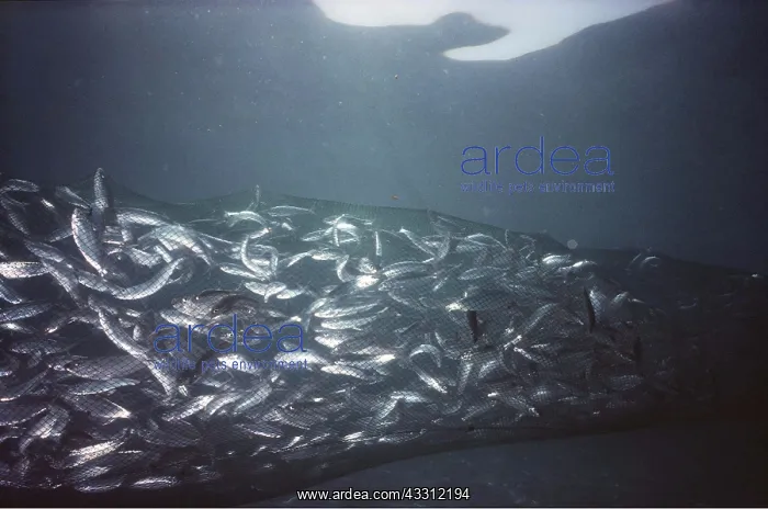 : HERRINGS - caught in net : HERRINGS - caught in net