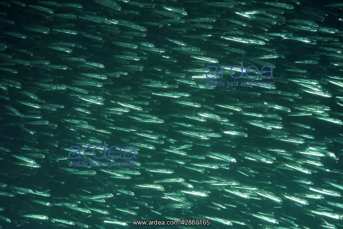: Herrings - shoal : Herrings - shoal