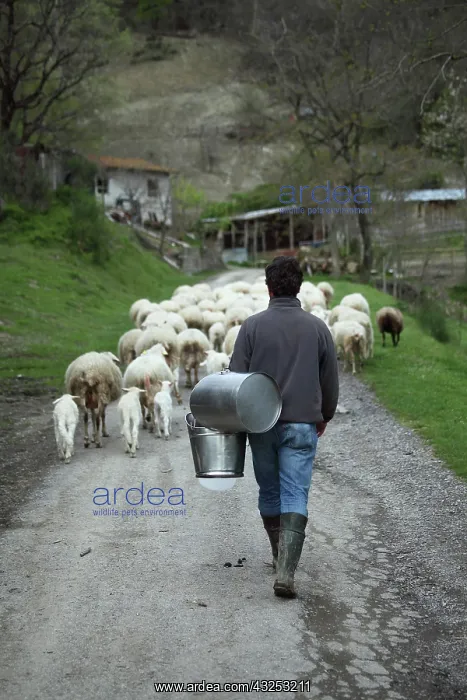 : Hersman and his Sardinian sheep herd in Casentino - Tuscany : Hersman and his Sardinian sheep herd in Casentino - Tuscany
