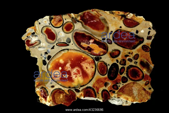 : hertfordshire puddingstone, conglomerate, flint clasts i : hertfordshire puddingstone, conglomerate, flint clasts i
