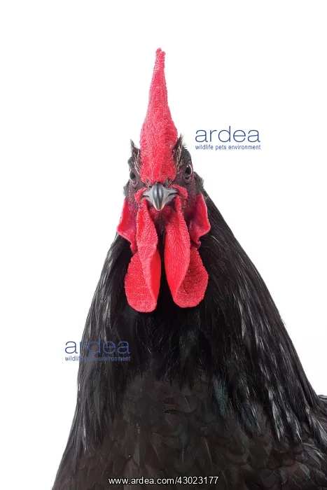  : Herve Chicken Cockerel  /  Rooster