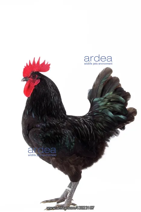  : Herve Chicken Cockerel  /  Rooster