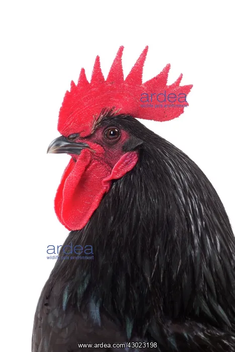  : Herve Chicken Cockerel  /  Rooster