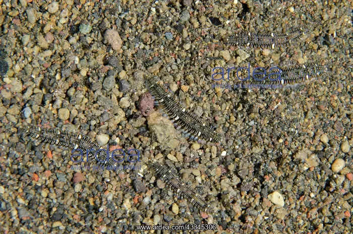 : Hesionoid Worm - Bulaken dive site, Amed, Karangasem : Hesionoid Worm - Bulaken dive site, Amed, Karangasem