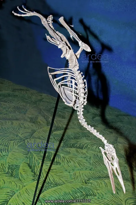 : Hesperornis Bird Fossil : Hesperornis Bird Fossil