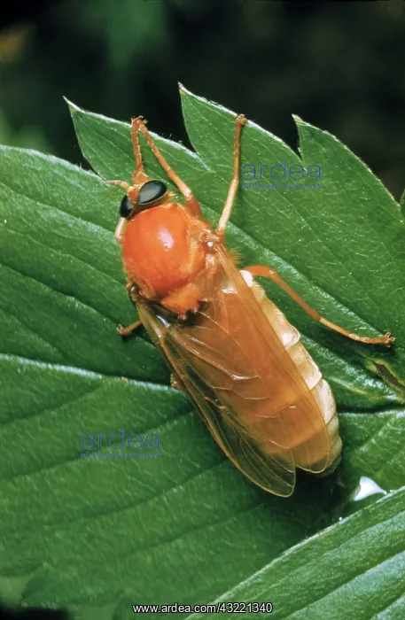 : Hessian Fly, a gall midge : Hessian Fly, a gall midge