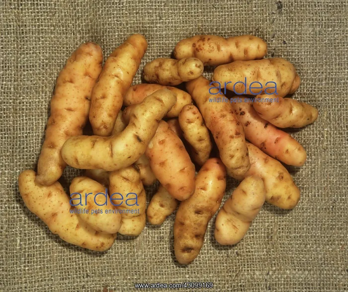 : Hessian Potatoes : Hessian Potatoes