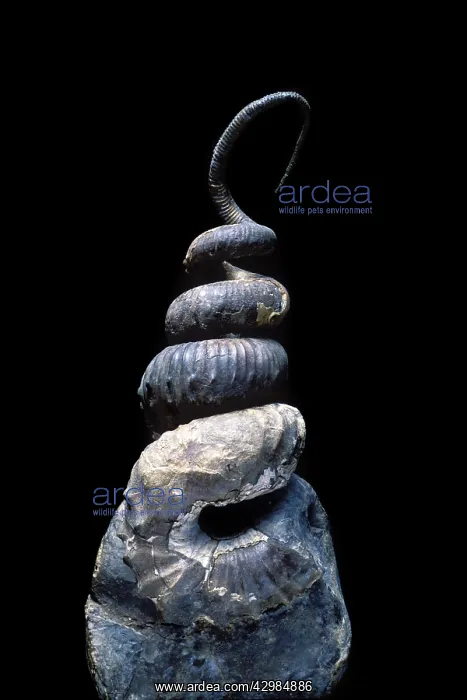 : Heteromorph ammonite - Pierre Shale Formation - : Heteromorph ammonite - Pierre Shale Formation -