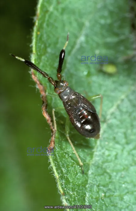 : Heterotoma planicornis nymph : Heterotoma planicornis nymph