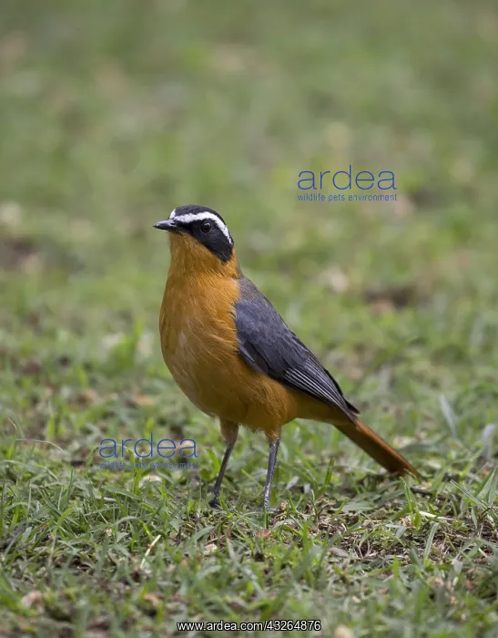 : Heuglin's robin or White-browed robin-chat Cossypha : Heuglin's robin or White-browed robin-chat Cossypha