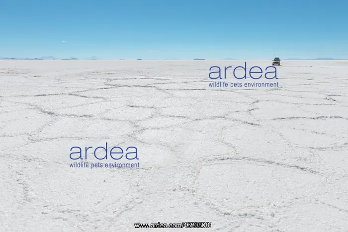 : Hexagonal Formations, Salar de Uyuni, Uyuni, Department : Hexagonal Formations, Salar de Uyuni, Uyuni, Department