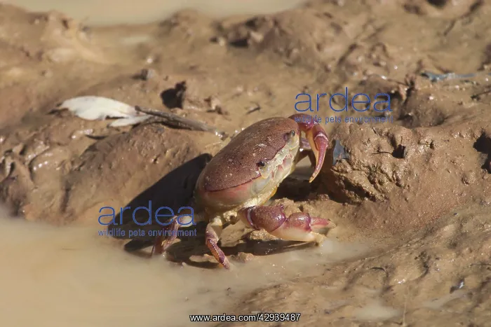 : Hibernating Crab : Hibernating Crab
