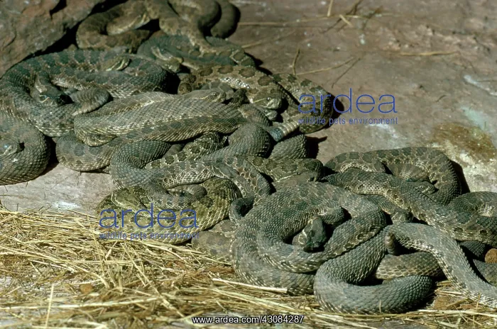 : Hibernating Prairie Rattlesnakes : Hibernating Prairie Rattlesnakes