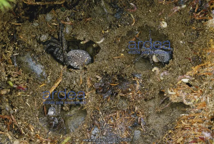 : Hibernating Spiders : Hibernating Spiders