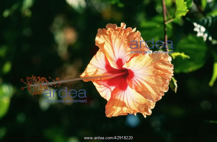  : HIBISCUS