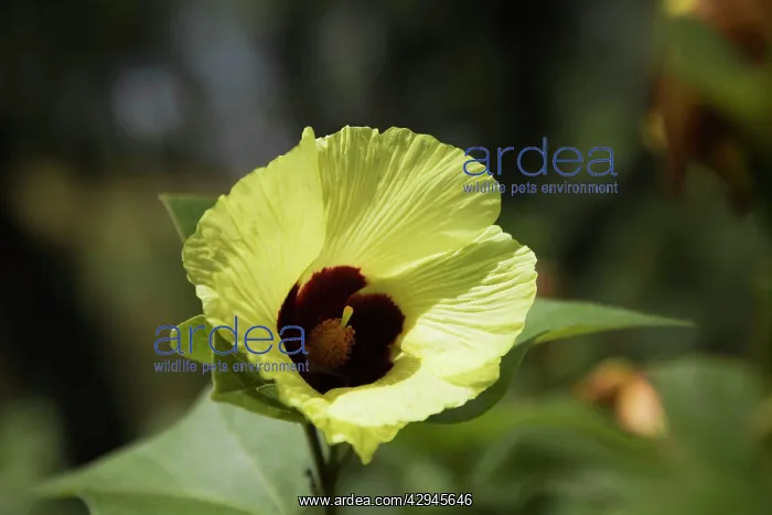 : Hibiscus (Hibiscus austrinus). This flower at Adcock Gorge : Hibiscus (Hibiscus austrinus). This flower at Adcock Gorge