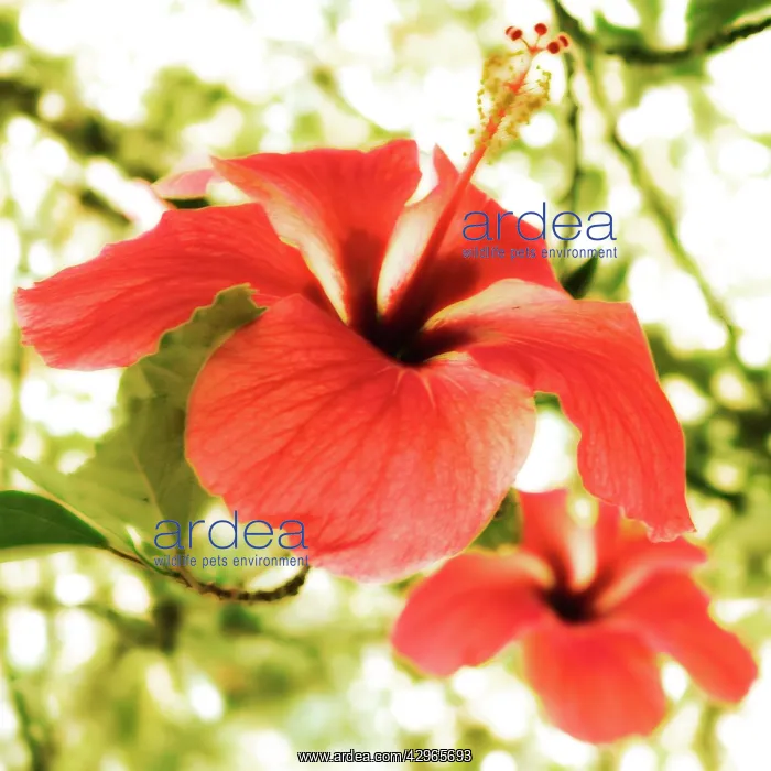 : Hibiscus : Hibiscus