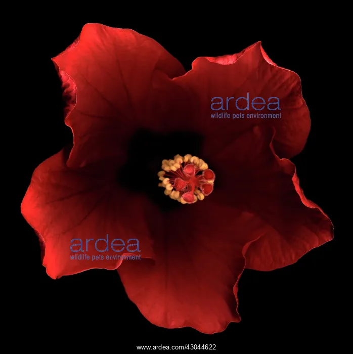 : Hibiscus. Hibiscus : Hibiscus. Hibiscus