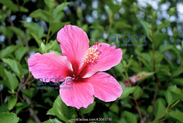 : Hibiscus, pink flower in Thailand, Chiang Mai, Phrao : Hibiscus, pink flower in Thailand, Chiang Mai, Phrao