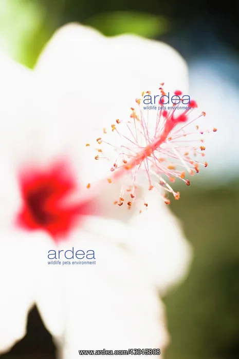 : Hibiscus rosa-sinensis. Close up of white flower with detail of vivid red pistil : Hibiscus rosa-sinensis. Close up of white flower with detail of vivid red pistil
