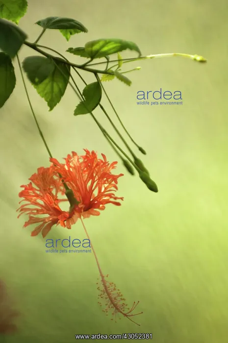 : Hibiscus, Hibiscus schizopetalus : Hibiscus, Hibiscus schizopetalus