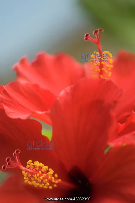 : Hibiscus, Hibiscus rosa-sinensis : Hibiscus, Hibiscus rosa-sinensis