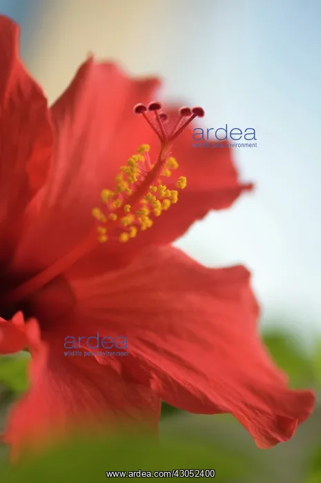 : Hibiscus, Hibiscus rosa-sinensis : Hibiscus, Hibiscus rosa-sinensis