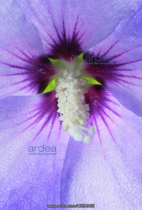 : Hibiscus : Hibiscus