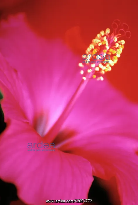 : Hibiscus, Hibiscus rosa-sinensis : Hibiscus, Hibiscus rosa-sinensis