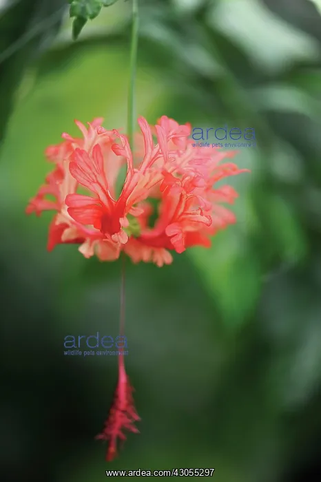 : Hibiscus, Hibiscus schizopetalus : Hibiscus, Hibiscus schizopetalus
