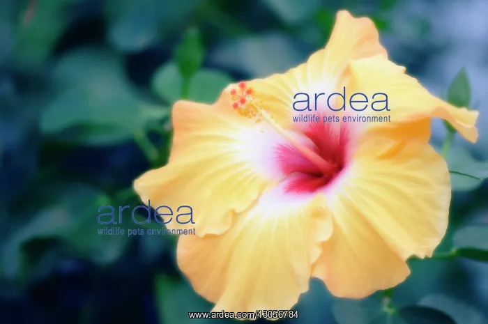 : Hibiscus, Hibiscus syriacus : Hibiscus, Hibiscus syriacus