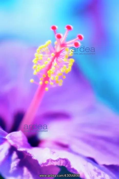 : Hibiscus, Hibiscus syriacus : Hibiscus, Hibiscus syriacus