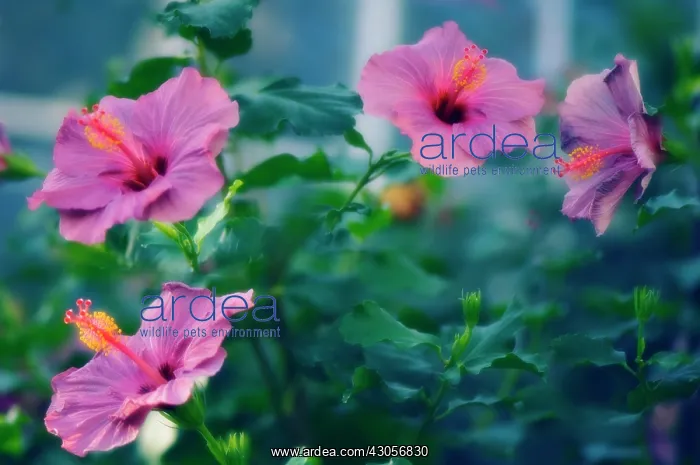 : Hibiscus, Hibiscus syriacus : Hibiscus, Hibiscus syriacus