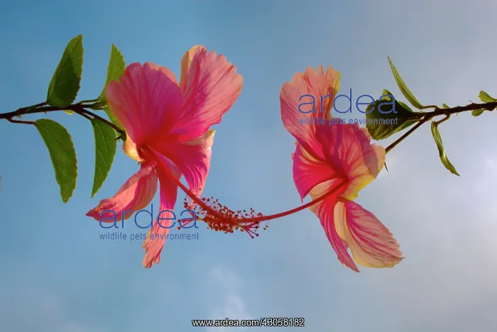 : Hibiscus, Hibiscus rosa-sinensis : Hibiscus, Hibiscus rosa-sinensis