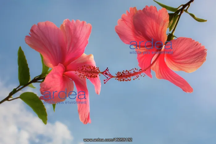 : Hibiscus, Hibiscus rosa-sinensis : Hibiscus, Hibiscus rosa-sinensis