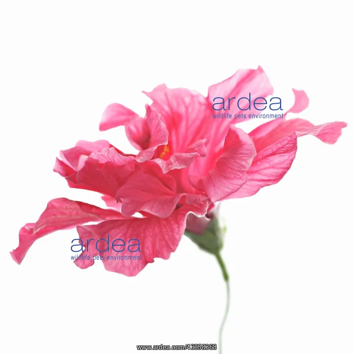 : Hibiscus, Hibiscus rosa-sinensis : Hibiscus, Hibiscus rosa-sinensis