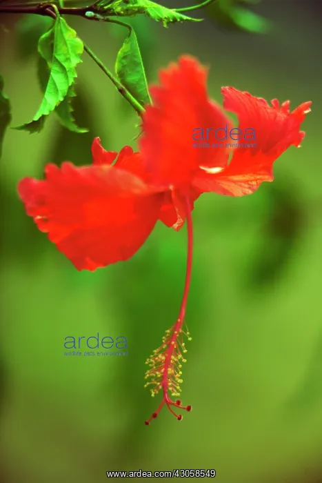 : Hibiscus, Hibiscus rosa-sinensis : Hibiscus, Hibiscus rosa-sinensis