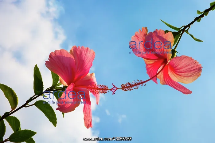: Hibiscus, Hibiscus rosa-sinensis : Hibiscus, Hibiscus rosa-sinensis