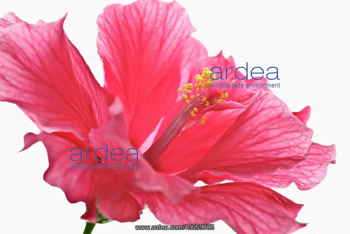 : Hibiscus, Hibiscus rosa-sinensis : Hibiscus, Hibiscus rosa-sinensis