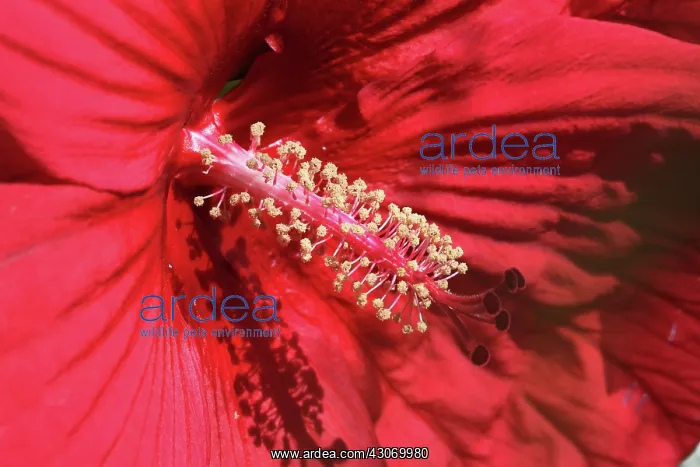 : Hibiscus, Hibiscus rosa-sinensis : Hibiscus, Hibiscus rosa-sinensis