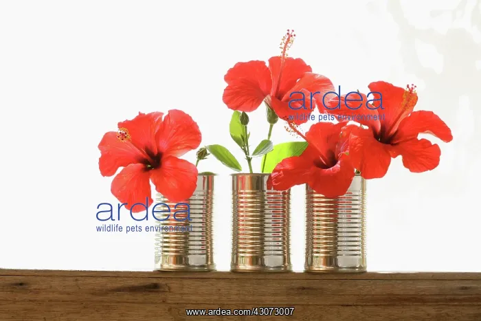 : Hibiscus : Hibiscus