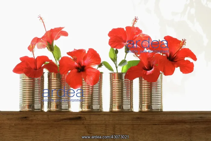 : Hibiscus : Hibiscus
