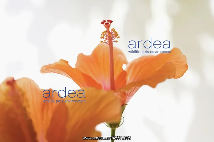 : Hibiscus : Hibiscus