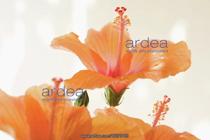 : Hibiscus : Hibiscus