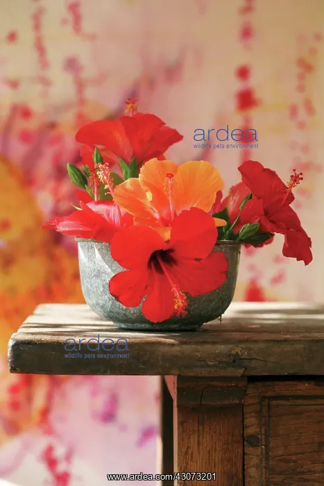 : Hibiscus : Hibiscus