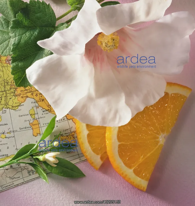  : Hibiscus