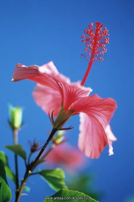 : Hibiscus, Hibiscus rosa-sinensis : Hibiscus, Hibiscus rosa-sinensis