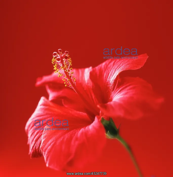 : Hibiscus, Hibiscus rosa-sinensis : Hibiscus, Hibiscus rosa-sinensis